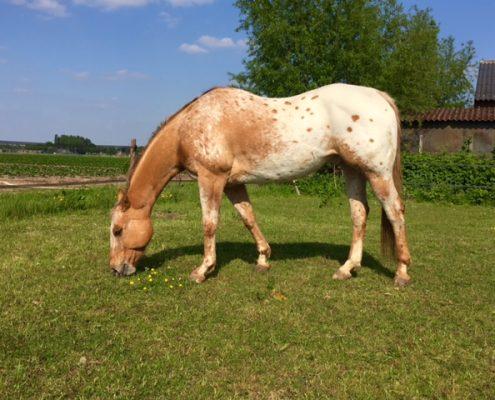 Paardencoaching