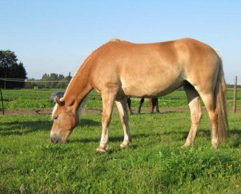 Paardencoaching