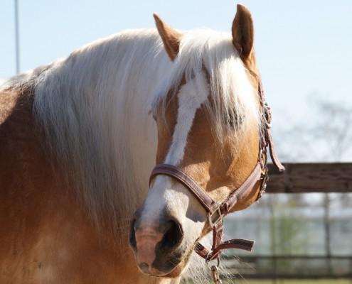 Paardencoaching