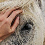 Paardencoaching