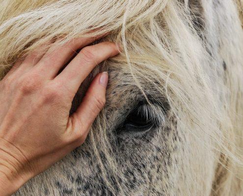 Paardencoaching