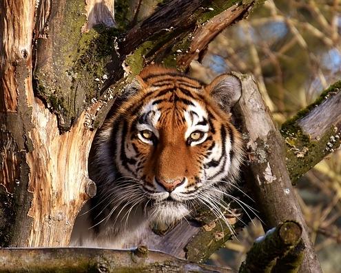 Tijger in bos